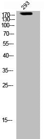 BRCA1 Antibody