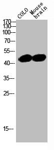 SRF Antibody