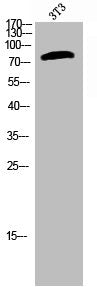 Phospho-BRAF (S602) Antibody