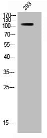 Phospho-BRAF (S446) Antibody