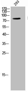 BRAF Antibody