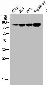 Phospho-STAT1 (S727) Antibody
