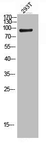 STAT5A/STAT5B Antibody