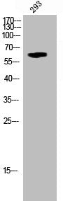 Phospho-STK3/STK4 (T183) Antibody