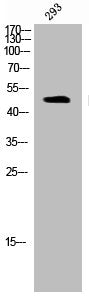 Phospho-AURKA (T288) Antibody