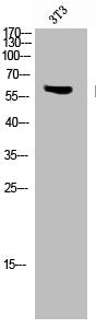 Phospho-STK11 (T189) Antibody