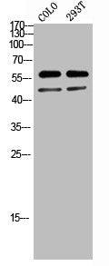 STK11 Antibody