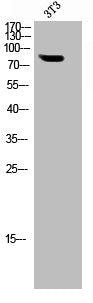 SYN1 Antibody
