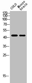 TACR1 Antibody