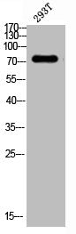 Phospho-MAP3K7 (T187) Antibody