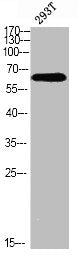 Phospho-MAP3K7 (S439) Antibody