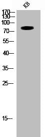 TBX3 Antibody