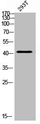 VPS72 Antibody
