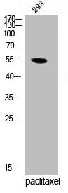 Phospho-TERF1 (S219) Antibody