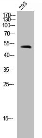 TERF1 Antibody