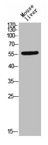 Phospho-TGFBR1 (S165) Antibody