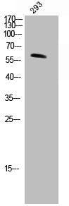 TH Antibody