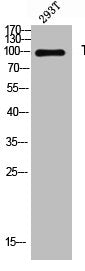 THBS4 Antibody