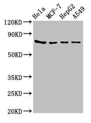 HSPA5 Antibody