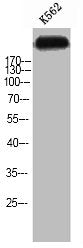 TNS1 Antibody