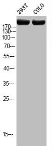 Phospho-TOP2A (T1343) Antibody