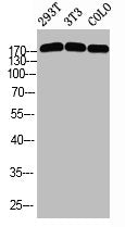 Phospho-TOP2A (S1525) Antibody