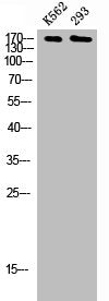 TOP2A Antibody