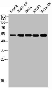 Acetyl-TP53 (K381) Antibody