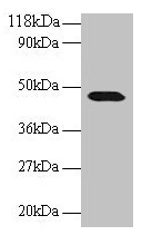 CNPY2 Antibody