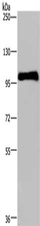 PLG Antibody