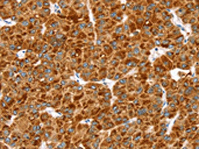 MGST1 Antibody