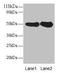 RPN1 Antibody