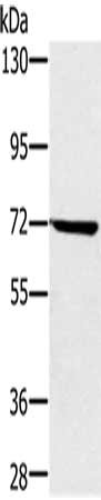 NUP85 Antibody