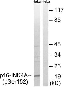 Phospho-CDKN2A (Ser152) Antibody
