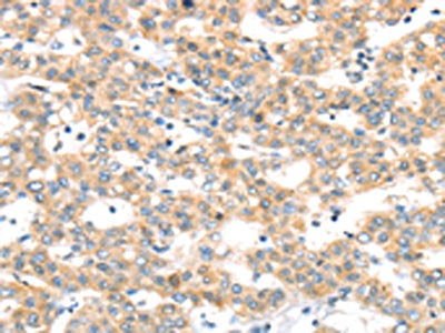 RAB24 Antibody