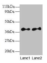 SCAMP3 Antibody