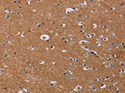 NRAS Antibody