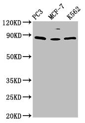 TRIM28 Antibody