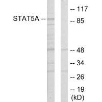 STAT5A Antibody