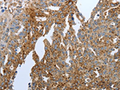 PPARG Antibody