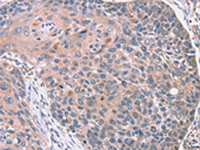 RGS10 Antibody