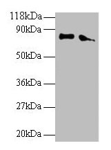 ERP29 Antibody