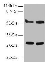 ERP29 Antibody