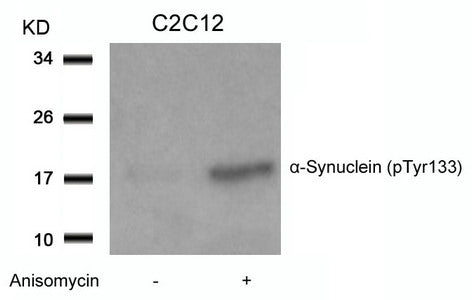 Phospho-SNCA (Tyr133) Antibody