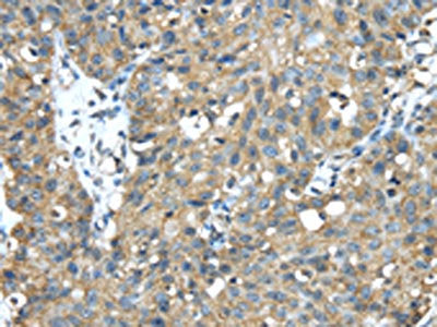 TMED1 Antibody