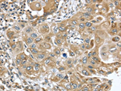DNAJA3 Antibody