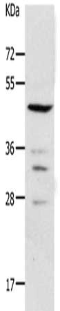 PAX2 Antibody