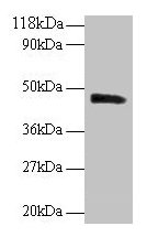 PICK1 Antibody