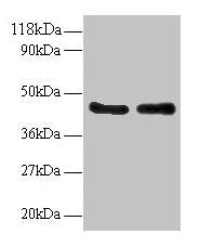AHSA1 Antibody