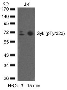 Phospho-SYK (Tyr323) Antibody